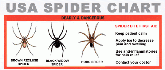 portland-spiders-chart